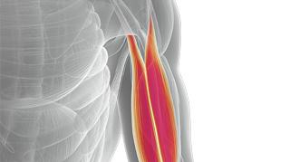 Online Conference: Biomarkers of sarcopenia